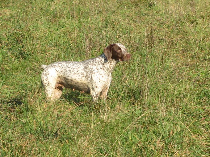 CH. Chanis du puech del mus