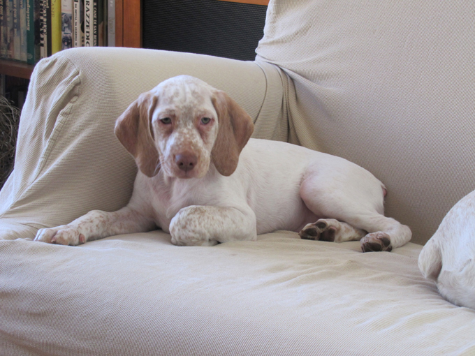 Genié de la Croix d'Angouleme