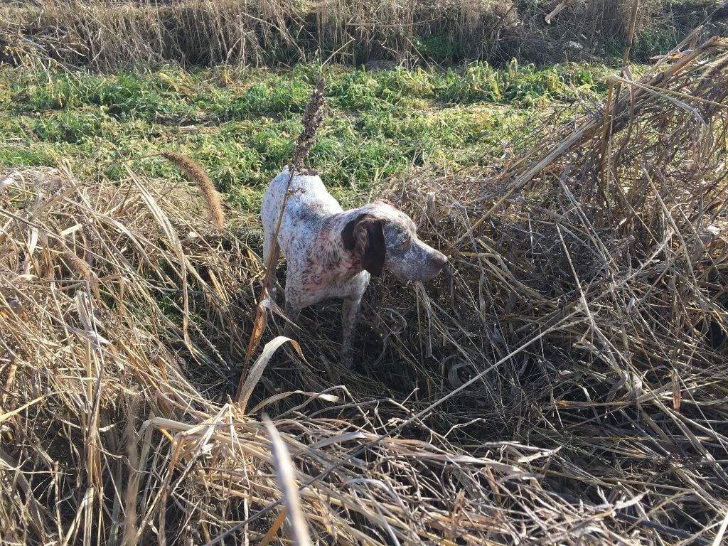 Publication : de la Croix d'Angouleme