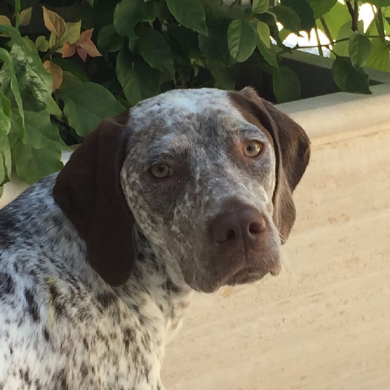 Publication : de la Croix d'Angouleme