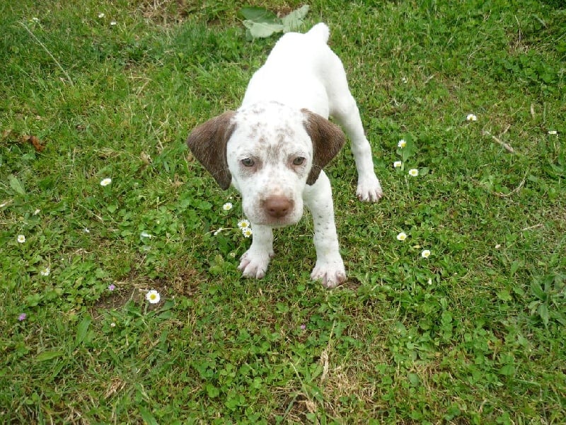 Publication : de la Croix d'Angouleme