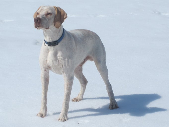 Publication : de la Croix d'Angouleme