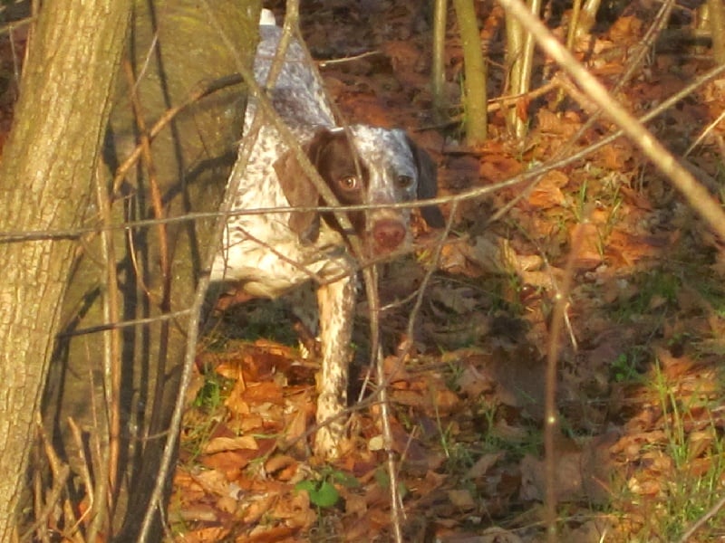 CH. Chanis du puech del mus