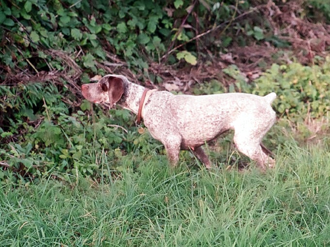 TR. CH. Fee De la benigousse