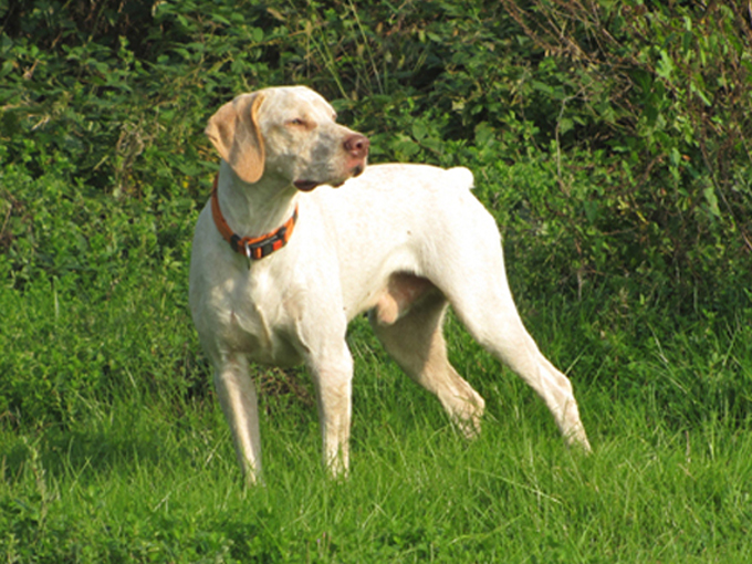 Publication : de la Croix d'Angouleme