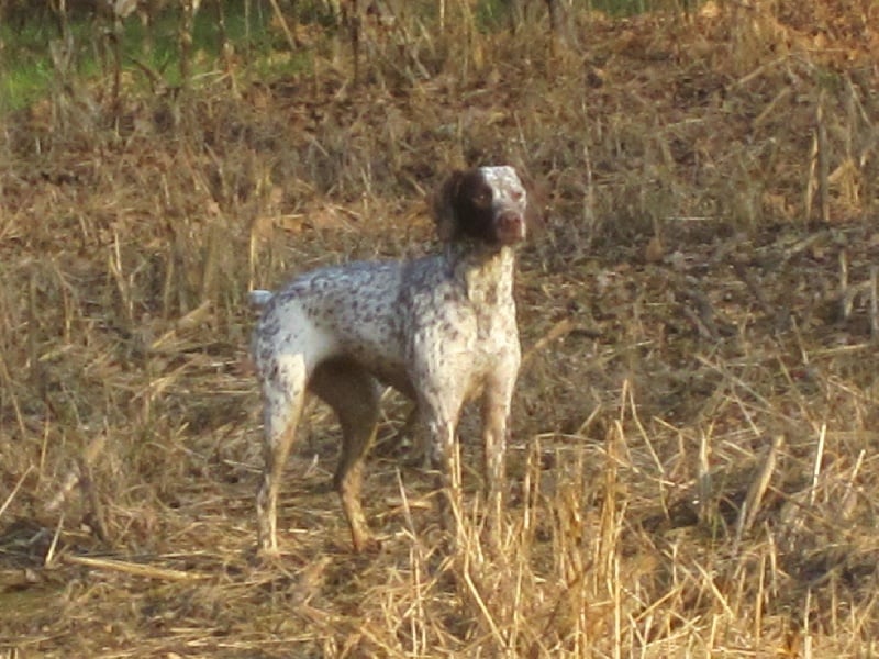 CH. Chanis du puech del mus