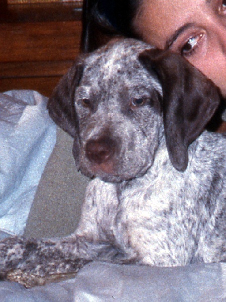 TR. CH. Fee De la benigousse