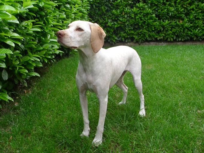 Gea de la Croix d'Angouleme