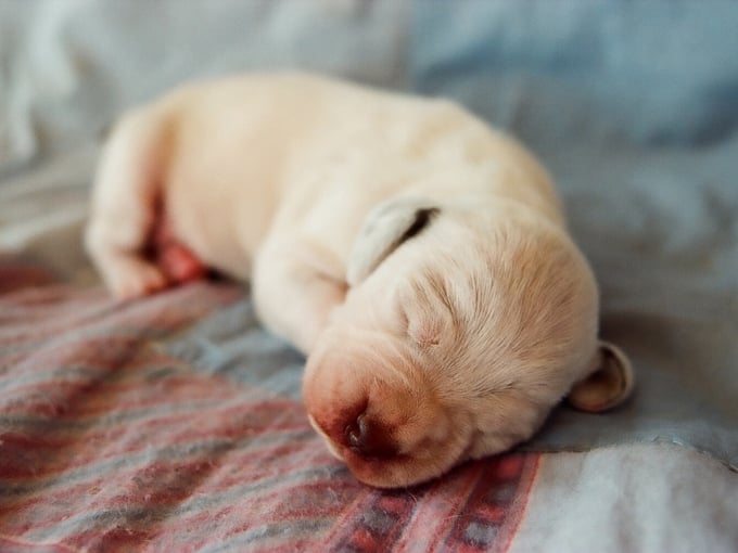 CH. Rubenszoe de la Croix d'Angouleme