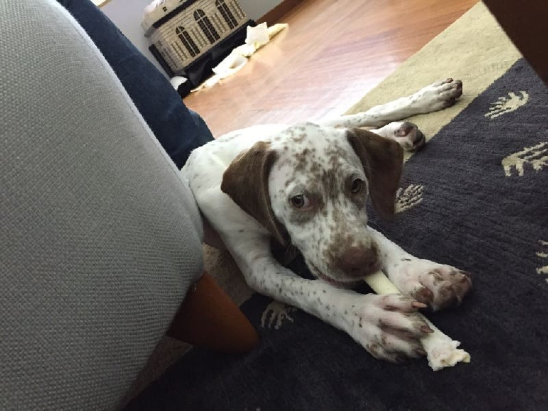 Publication : de la Croix d'Angouleme