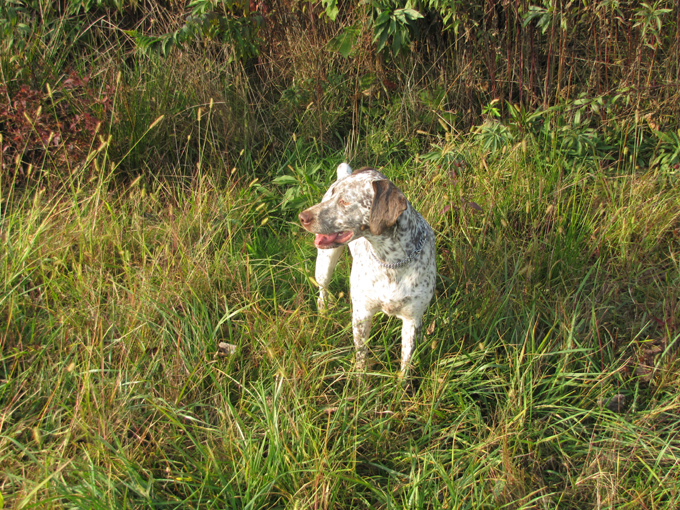 CH. Chanis du puech del mus