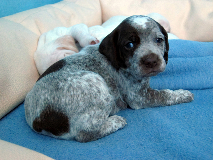 Gauguin de la Croix d'Angouleme