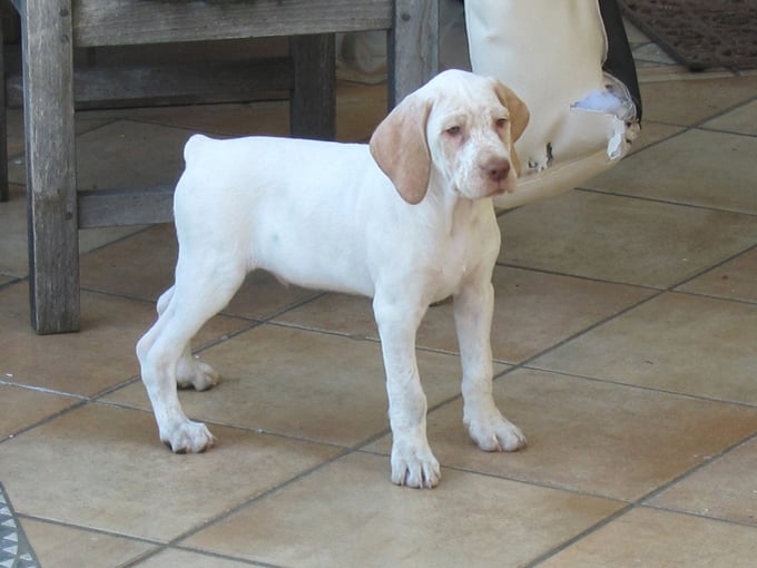 Gordon de la Croix d'Angouleme