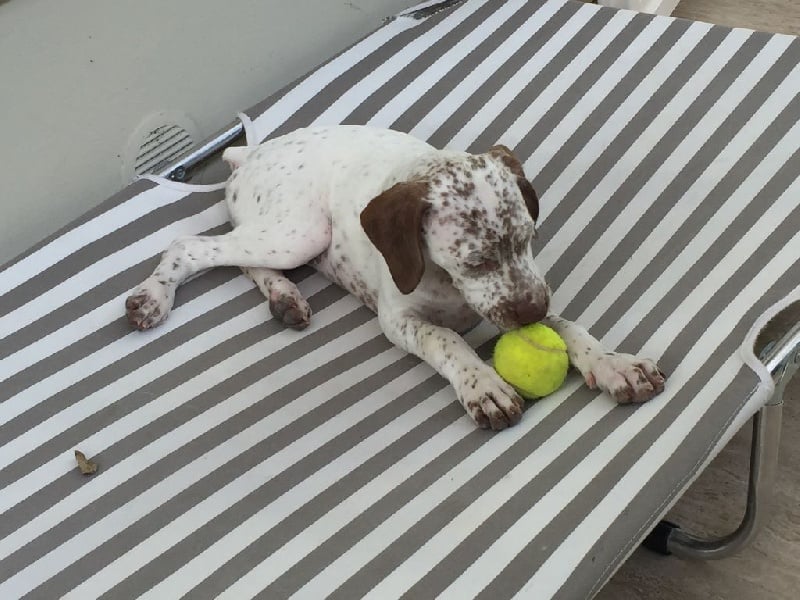 Publication : de la Croix d'Angouleme