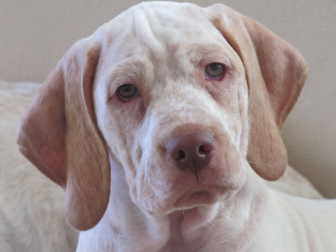 Gordon de la Croix d'Angouleme