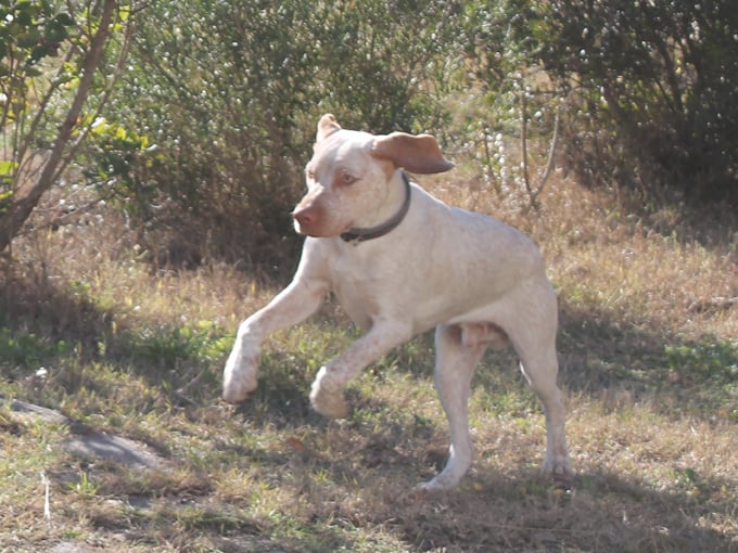 Grimm de la Croix d'Angouleme