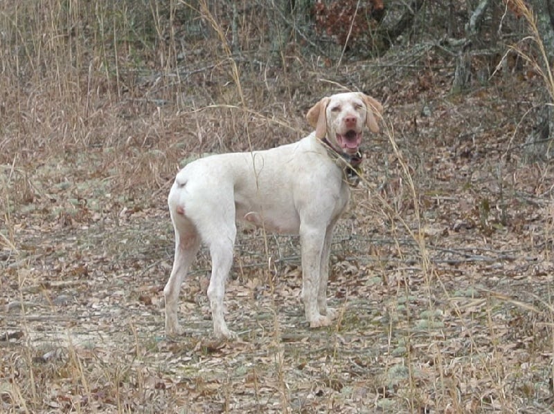 Genié de la Croix d'Angouleme