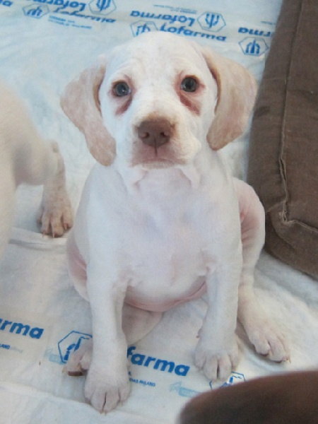 Gea de la Croix d'Angouleme