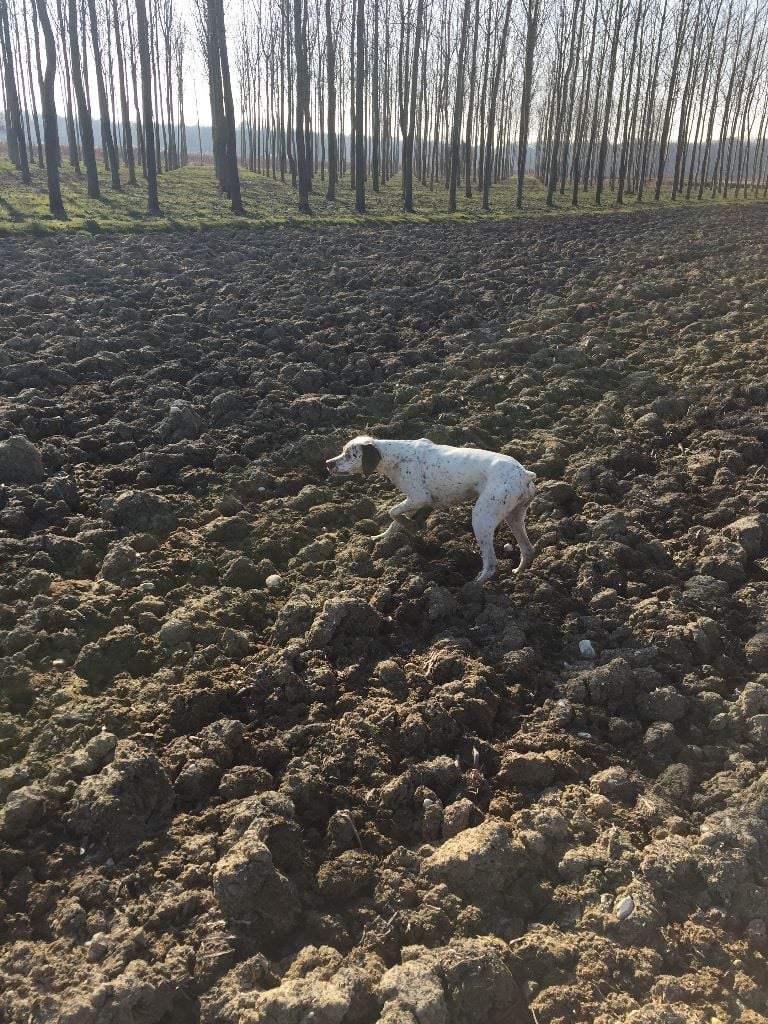 Publication : de la Croix d'Angouleme