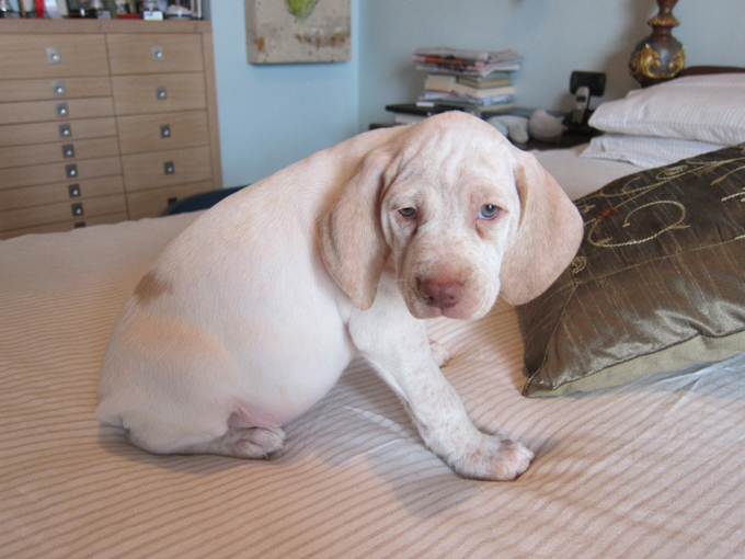 Grimm de la Croix d'Angouleme