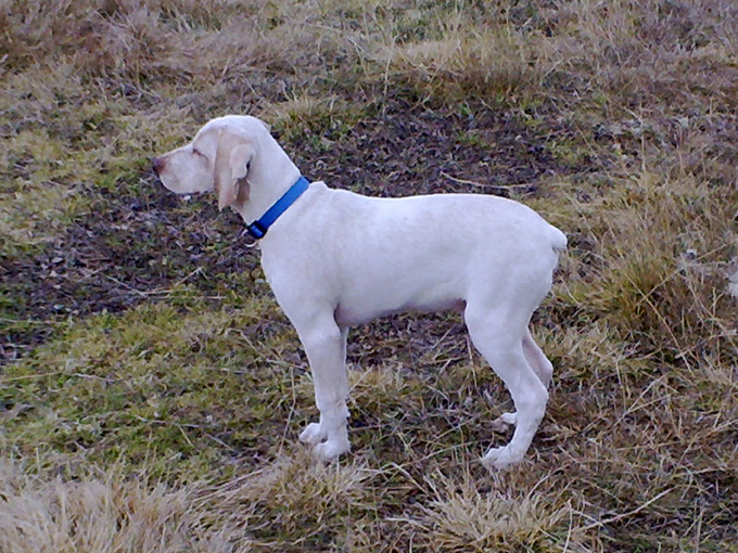 Publication : de la Croix d'Angouleme