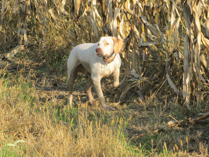 Publication : de la Croix d'Angouleme