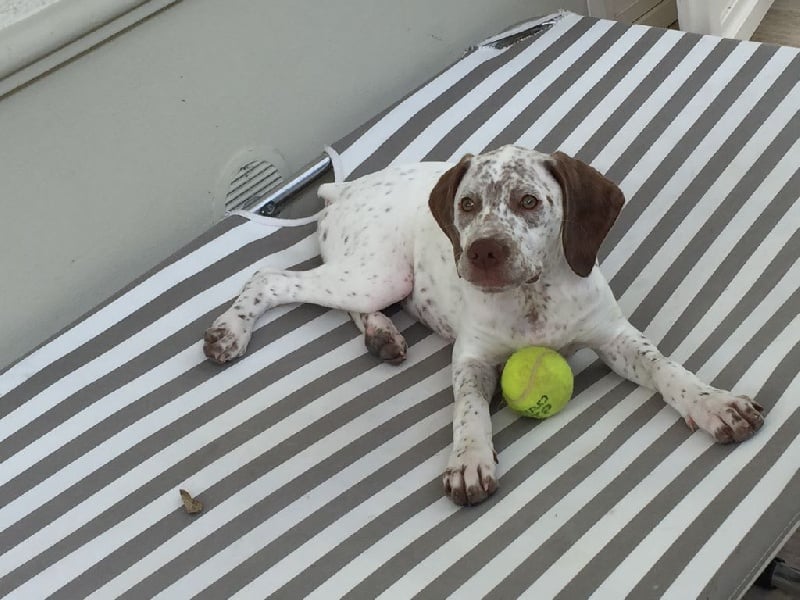 Publication : de la Croix d'Angouleme