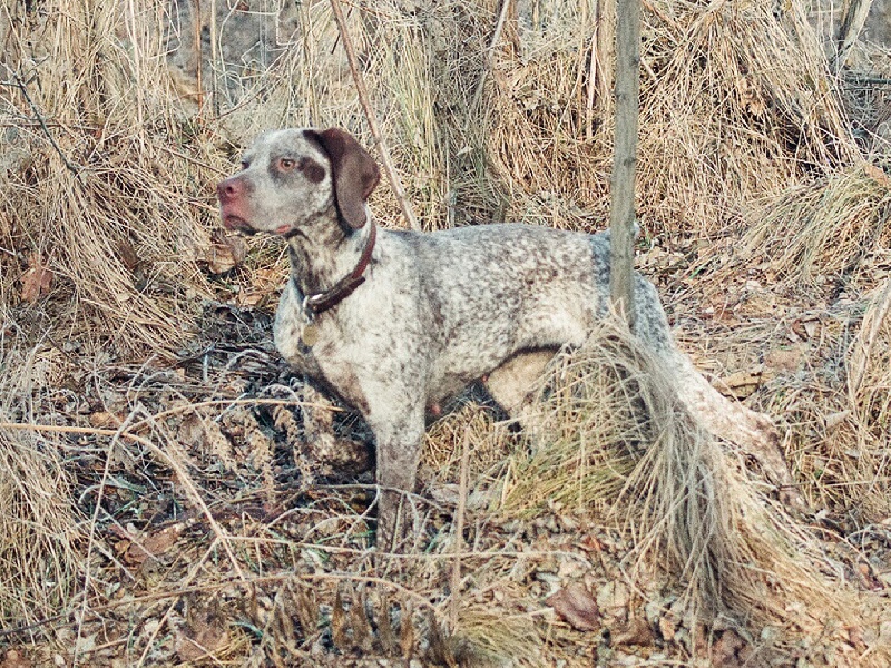 TR. CH. Fee De la benigousse