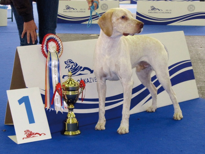 CH. Ethan Des peuts prés - CJM 1° Exc. BOB CHAMPION d'EUROPE Jeunes