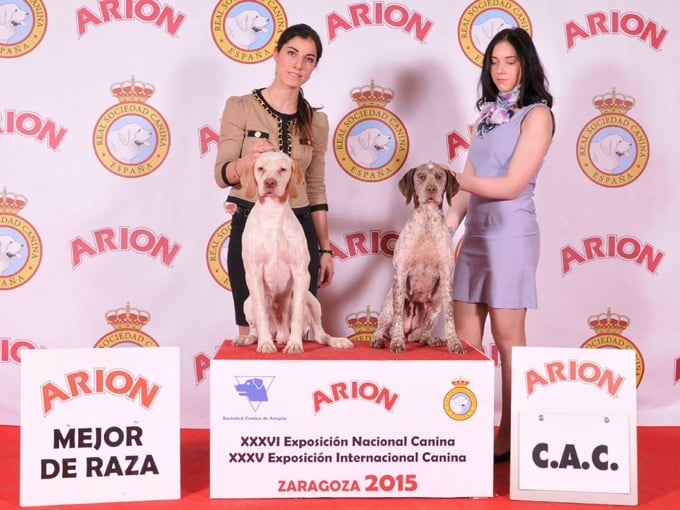 CH. Ethan Des peuts prés - COM 1 Exc. CAC BOB