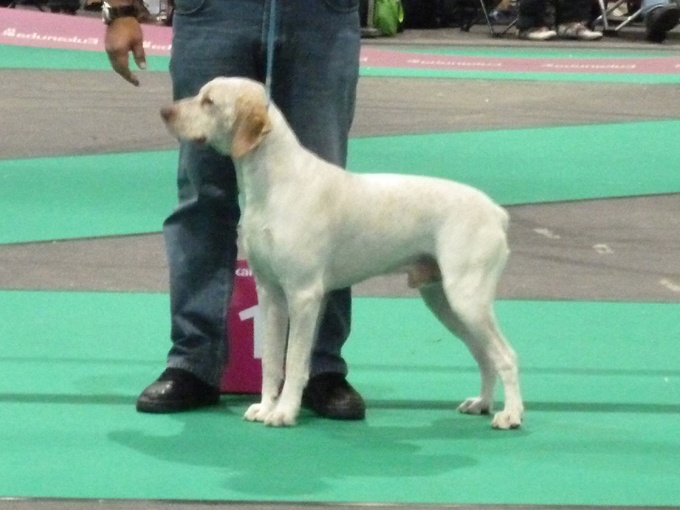 CH. Ethan Des peuts prés - CCM 1° Exc. CAC CACIB BOB CHAMPION d'EUROPE