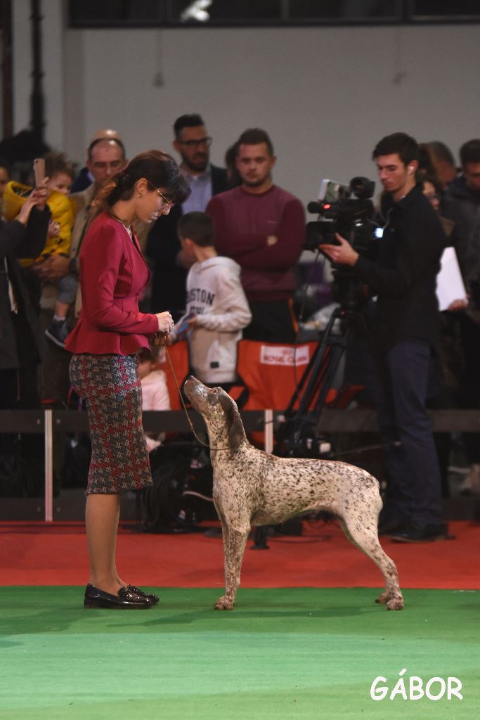 TR. CH. Jade De la benigousse - CTF 1° Exc. CAC CACIB BOB Champion de Croatie