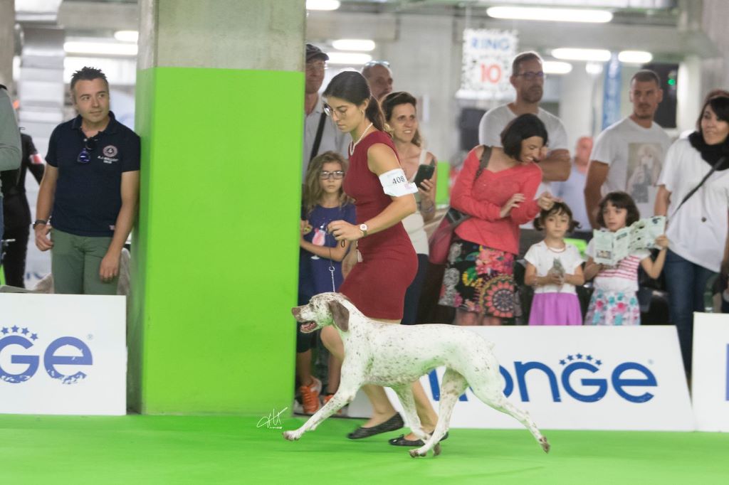 TR. CH. Mutine De la benigousse - COF 1 Exc. CAC CACIB BOB