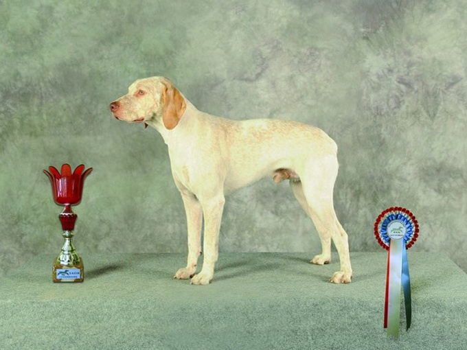 CH. Ethan Des peuts prés - CJM 1° Exc. BOB CHAMPION de LUXEMBOURG Jeunes