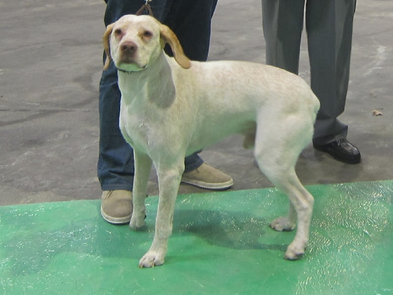 CH. Ethan Des peuts prés - CCM 1° Exc. CACIB BOB