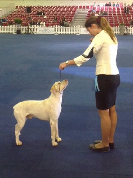 CH. Ethan Des peuts prés - CCM 1° Exc. CAC CACIB BOB BUNDESSIEGER 2013