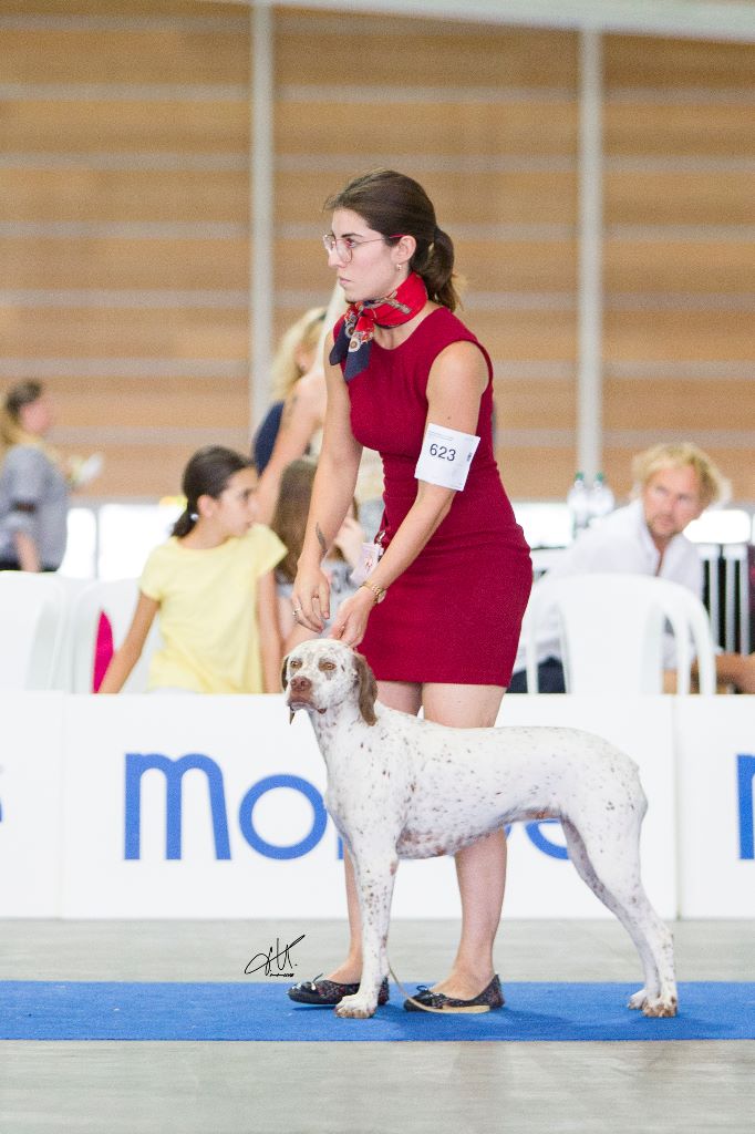 TR. CH. Mutine De la benigousse - COF 1 Exc. CAC