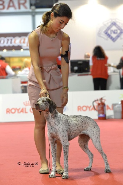 TR. CH. Jade De la benigousse - CJF 1° Exc.