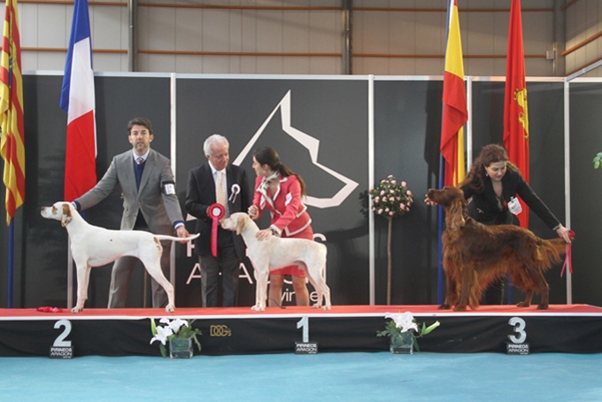 CH. Ethan Des peuts prés - COM 1 Exc. CAC CACIB BOB, Meilleur de 7 Groupe et 2° de Groupe Races Francaises