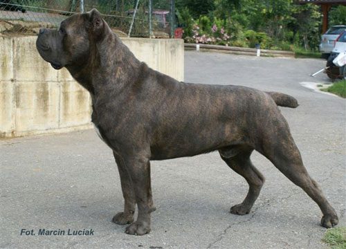 Publication : dei Masaniello