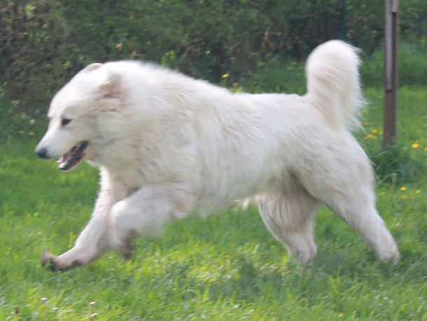 Publication : du Vieux Moulin de Coere