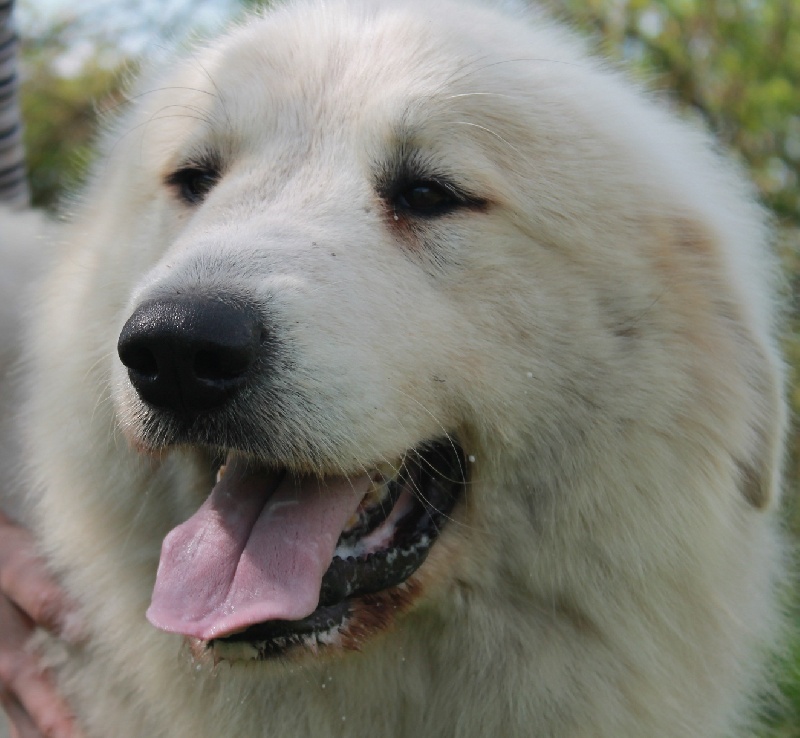 Publication : du Vieux Moulin de Coere