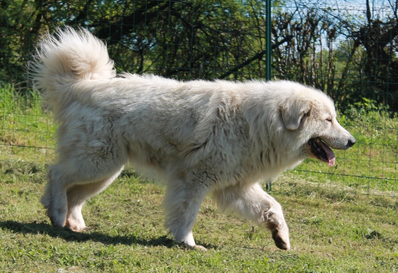 Publication : du Vieux Moulin de Coere