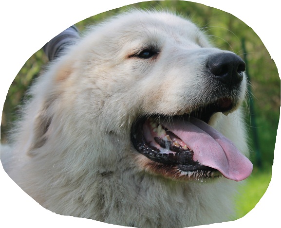 Publication : du Vieux Moulin de Coere