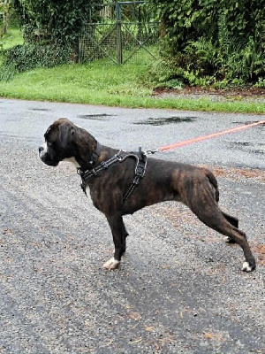 Étalon Boxer - Vaillante Von Meros