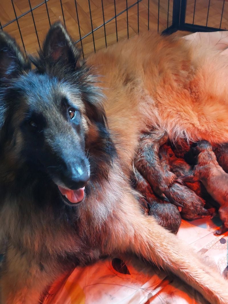 Chiot N°7 - Berger Belge