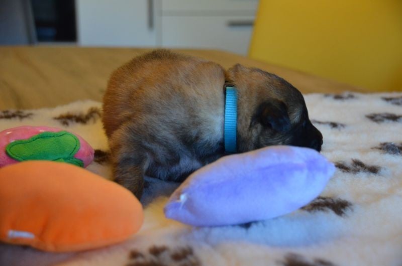 Berger Belge - Du Pays Des Bastides