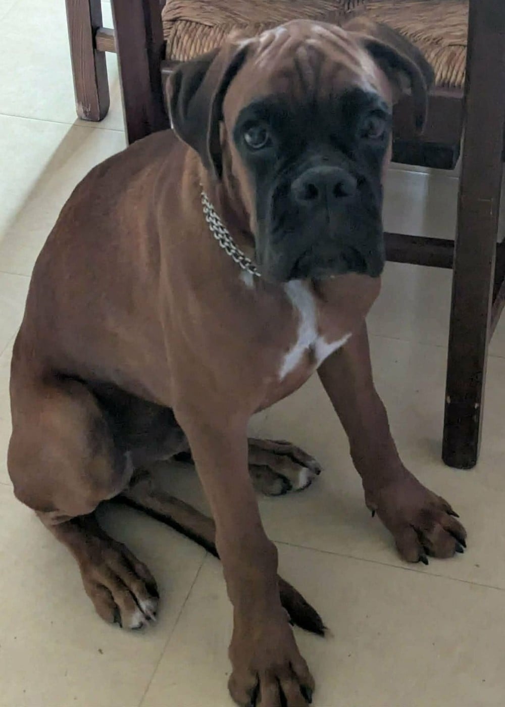 Chiot Boxer