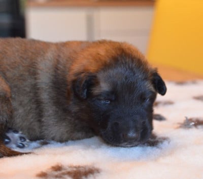 Les chiots de Berger Belge