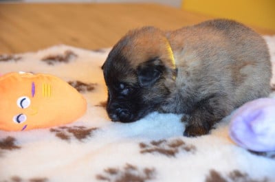Les chiots de Berger Belge